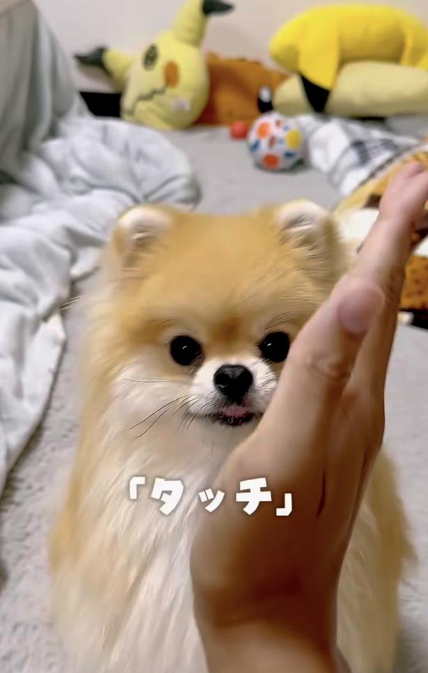 飼い主さんが手を差し出し「タッチ」▶レオくんは…(⇒次へ) wolfsableleo926さんのInstagramより
