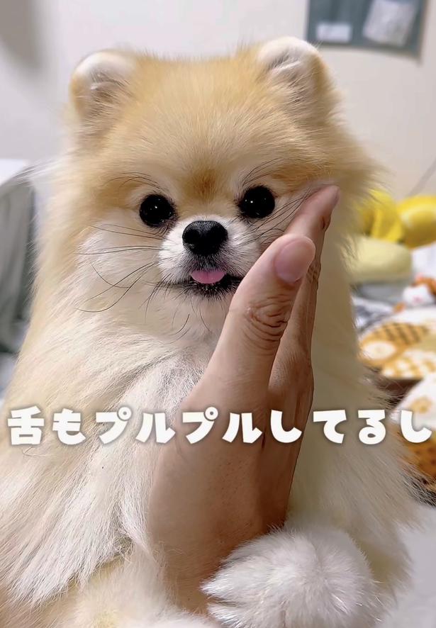 手をギュッ!ほっぺもピタッで可愛すぎ▶(次画像から動物が大の苦手だったけど…可愛すぎるトイプーとの毎日を描いた『うちのトイプーがアイドルすぎる。』が読めます) wolfsableleo926さんのInstagramより