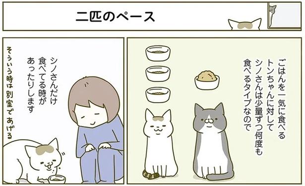 お値下げ！人気作家様　猫ちゃん 16日までお値下げ！人気作家様 猫ちゃん 1万2000超の投稿から選出！ 猫