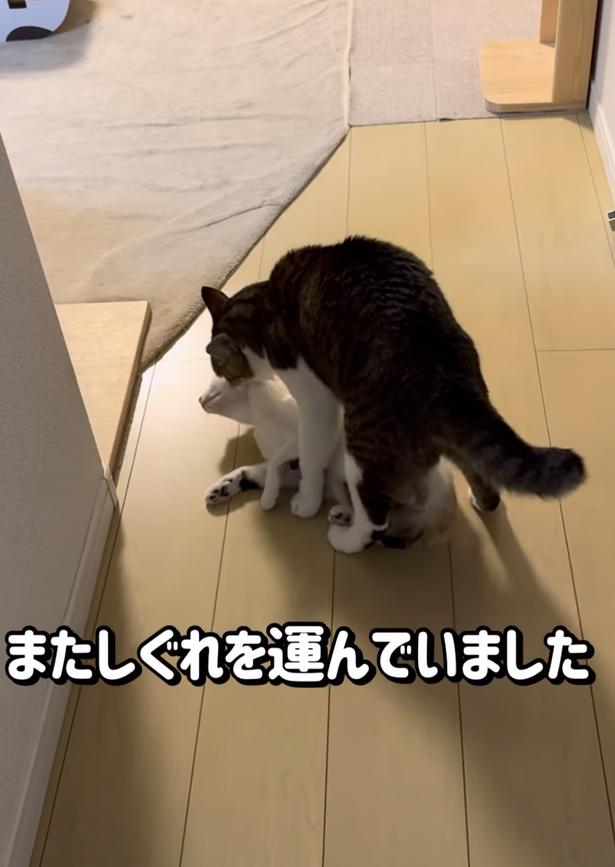 大きくなった妹を運ぶのは大変（⇒次へ） okaka.soboro.onigiriさんのInstagramより