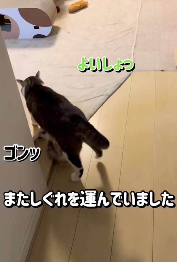 ぶつかってしまった！▶体勢を整えようとしたら…（⇒次へ） okaka.soboro.onigiriさんのInstagramより