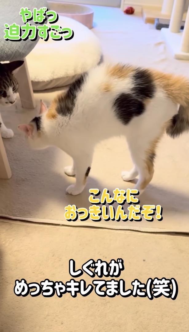 毛を逆立てて怒っている▶初めての…(⇒次へ) okaka.soboro.onigiriさんのInstagramより