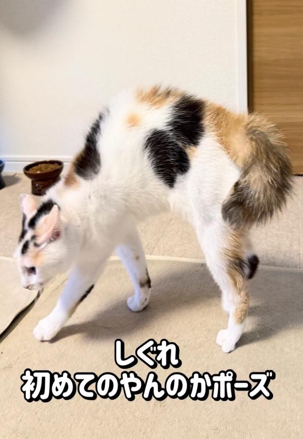 やんのかポーズ▶びっくりしたお兄ちゃん…(⇒次へ) okaka.soboro.onigiriさんのInstagramより