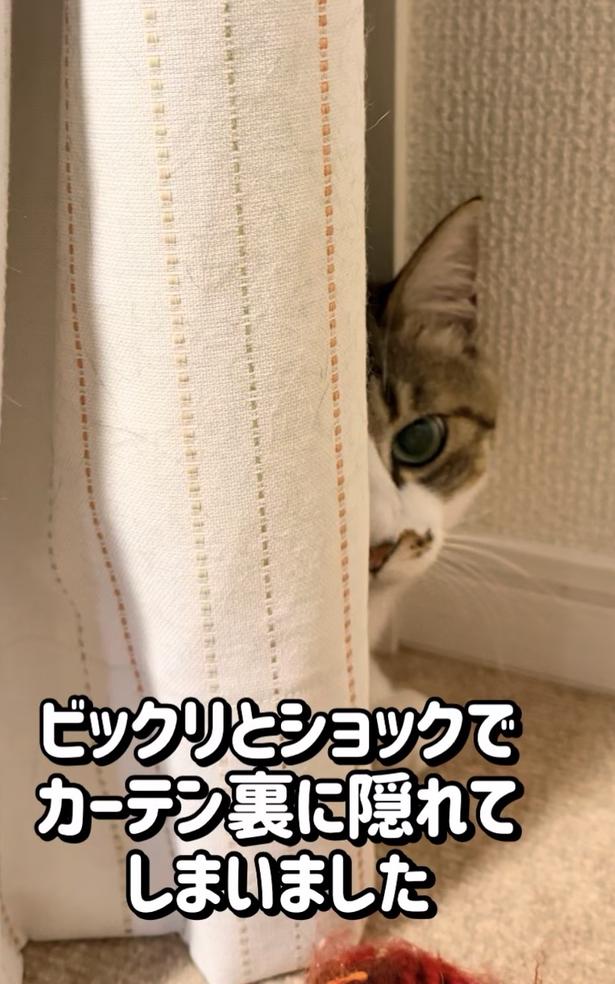 カーテンに隠れる▶それでも最後は…(⇒次へ) okaka.soboro.onigiriさんのInstagramより