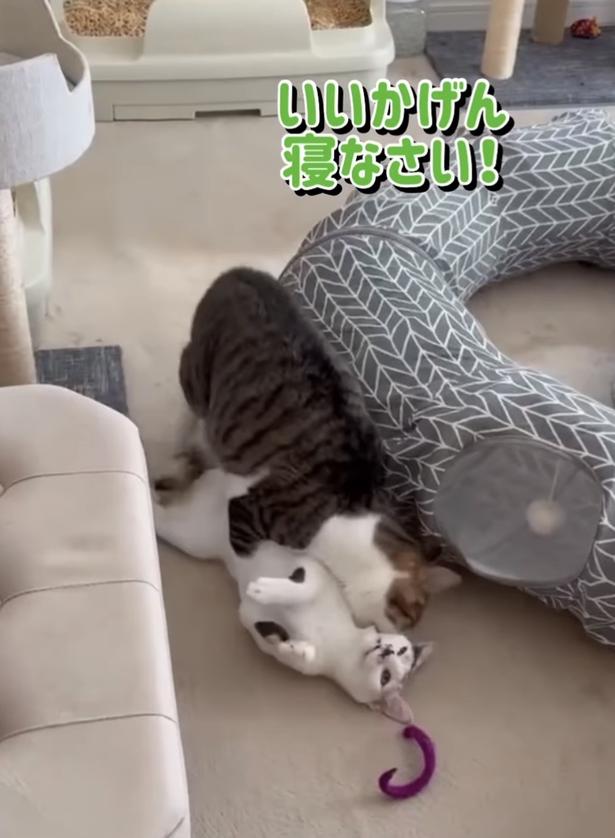 猫用トンネルへ妹を運びたい兄▶大きくなった妹は…(⇒次へ) okaka.soboro.onigiriさんのInstagramより