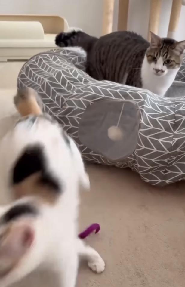 切ない顔の兄猫▶反抗するけどやっぱり…(⇒次へ) okaka.soboro.onigiriさんのInstagramより