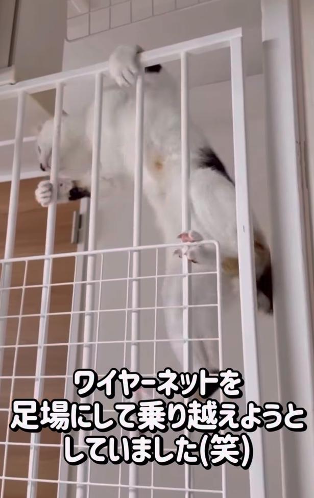 ワイヤーネットにハマる妹▶もう1匹の兄に…(⇒次へ) okaka.soboro.onigiriさんのInstagramより