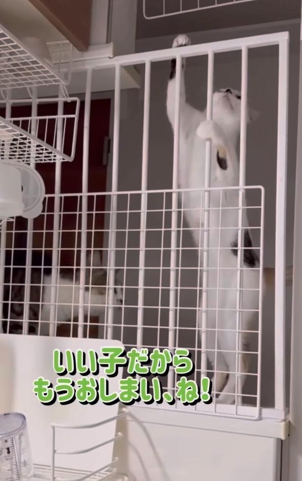 そぼろ兄さんの登場▶注意されると…(⇒次へ) okaka.soboro.onigiriさんのInstagramより