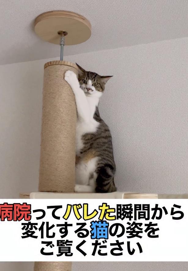 病院は嫌!▶耳が消えた?(⇒次へ) okaka.soboro.onigiriさんのInstagramより