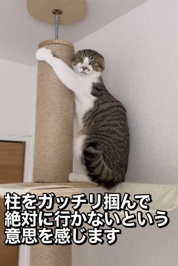 ペタンとした耳▶表情が…(⇒次へ) okaka.soboro.onigiriさんのInstagramより
