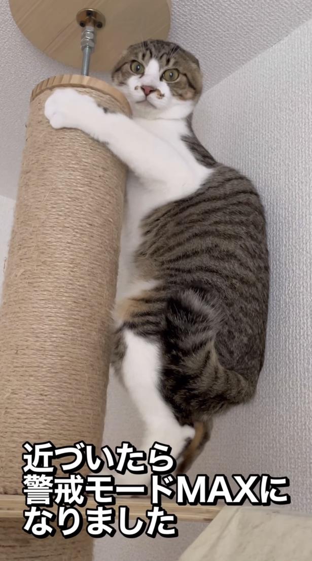 警戒モード全開▶(次画像から猫がいると毎日楽しい!「猫あるある」が満載の「レオとシロウのドタバタ猫日記」が読めます) okaka.soboro.onigiriさんのInstagramより
