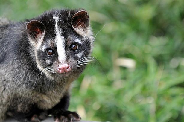【写真】見た目はかわいいが、被害をもたらしているハクビシン