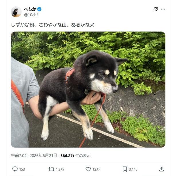 なんと歩かないわんちゃんでした!▶方手持ちする飼い主さんも凄いです(⇒次へ) べちか(@10chf)さんのXより