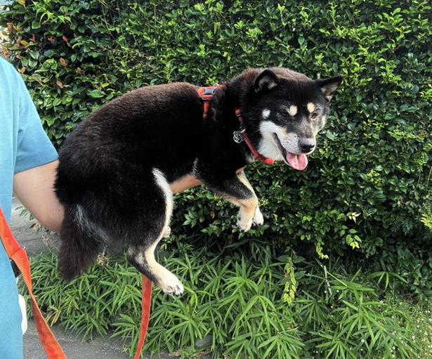 せめて5分くらいは歩いてほしいと思っている飼い主さま▶体調が悪いのかと心配しましたが(⇒次へ) べちか(@10chf)さんのXより