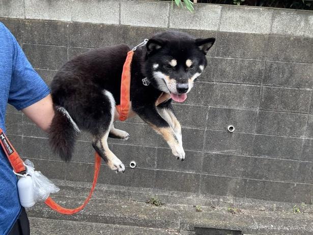 涼しくてもあるかな犬▶運動しているのは誰!?(⇒次へ) べちか(@10chf)さんのXより