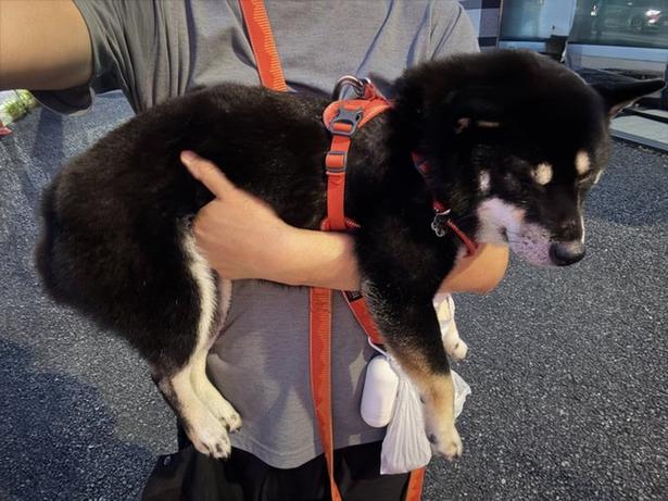 犬を持って1時間ほど歩いて汗だく…▶飼い主さんも抱っこが好きとのことです(⇒次へ) べちか(@10chf)さんのXより