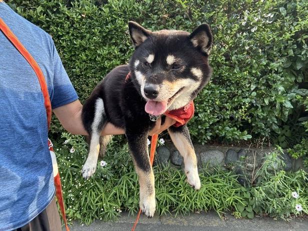 散歩だと歩かないのに屋上へ行くと後ろ足をドリフトさせながらはげしく走り回るわんちゃん▶飼い主さんが大好きなんですね(⇒次へ) べちか(@10chf)さんのXより
