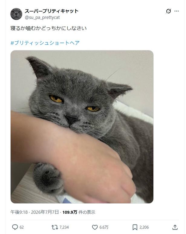 寝るか噛むかどっちかにしなさい▶甘噛みをしたと思ったら…（⇒次へ） スーパープリティキャット@su_pa_prettycatさんのXより