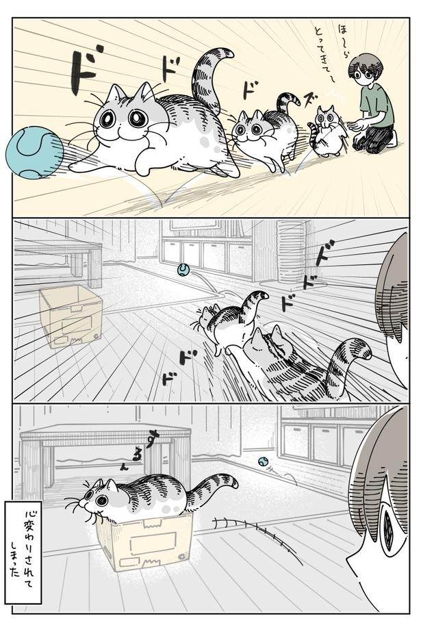 『気まぐれな猫』01 画像提供：キュルZ@kyuryuZ