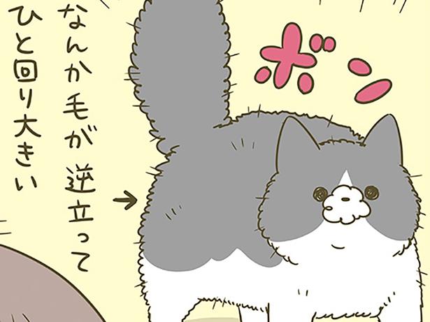 無言＆ボン！ 毛が逆立ってひと回り大きくなっている猫の謎（レタス