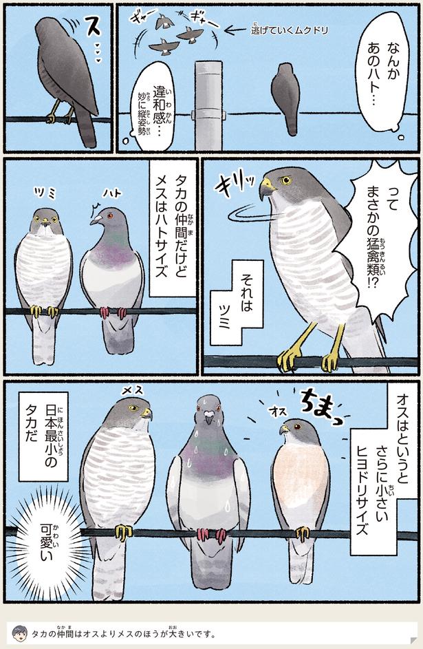 ハトかと思ったら猛禽類!? 幻と呼ばれた日本最小のタカ・ツミ（レタス