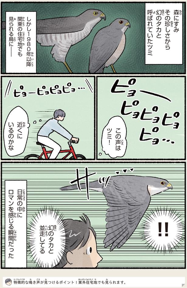 ハトかと思ったら猛禽類!? 幻と呼ばれた日本最小のタカ・ツミ（レタス