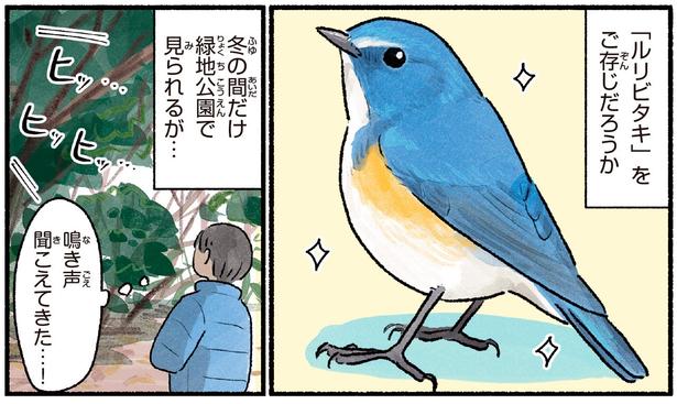 冬の緑地公園にひっそり。会えたらラッキーな「幸せの青い鳥」の探し方