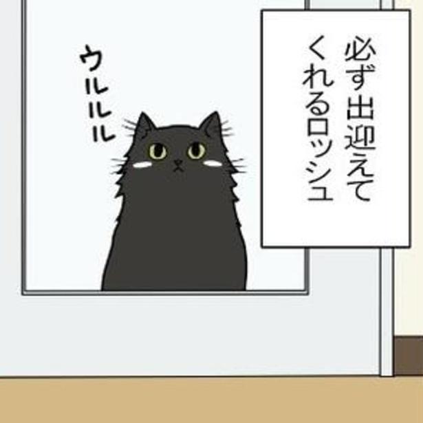 帰宅すると出迎えてくれる黒猫ロッシュ。
