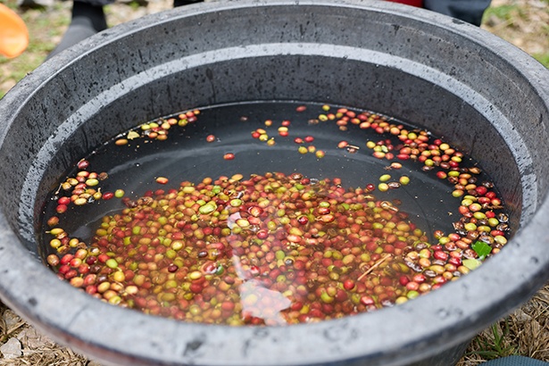 【写真】水に沈んだもののみがスターバックスのコーヒー豆として加工される