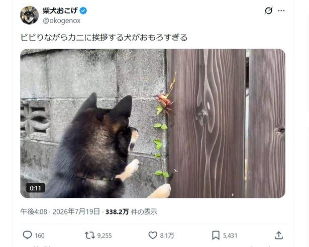 ビビりながらもカニに挨拶する犬▶初めての遭遇！（⇒次へ） 柴犬おこげ@okogenoxさんのXより