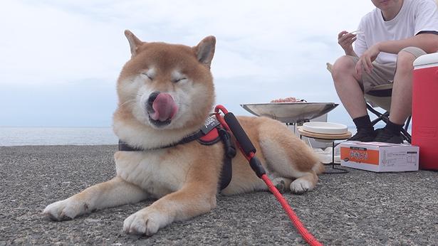 お肉が焼けるのを待つはちくん