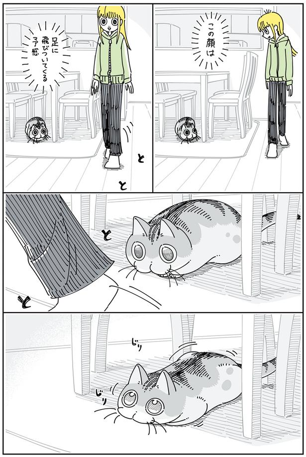 この顔は （C）キュルZ／KADOKAWA