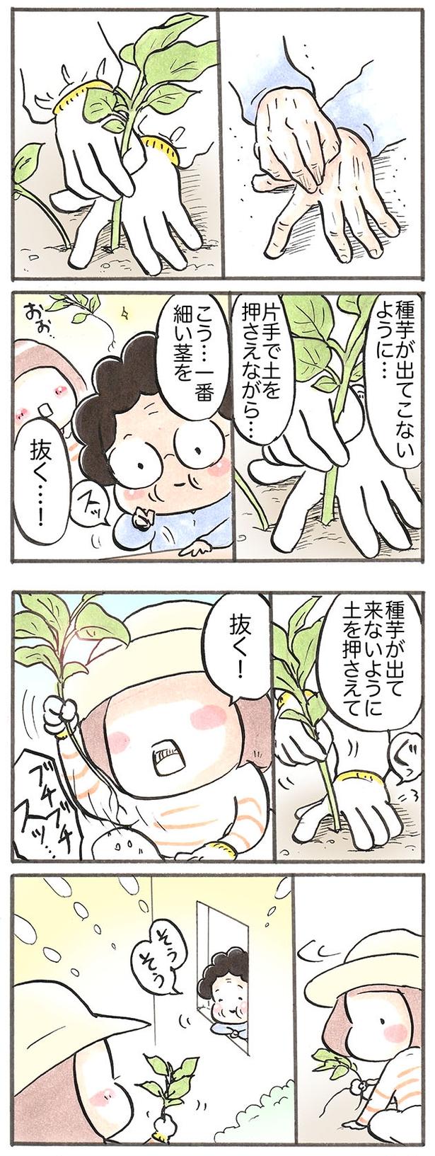 種芋を土から出さないように、芽かきをする方法を教えてもらう