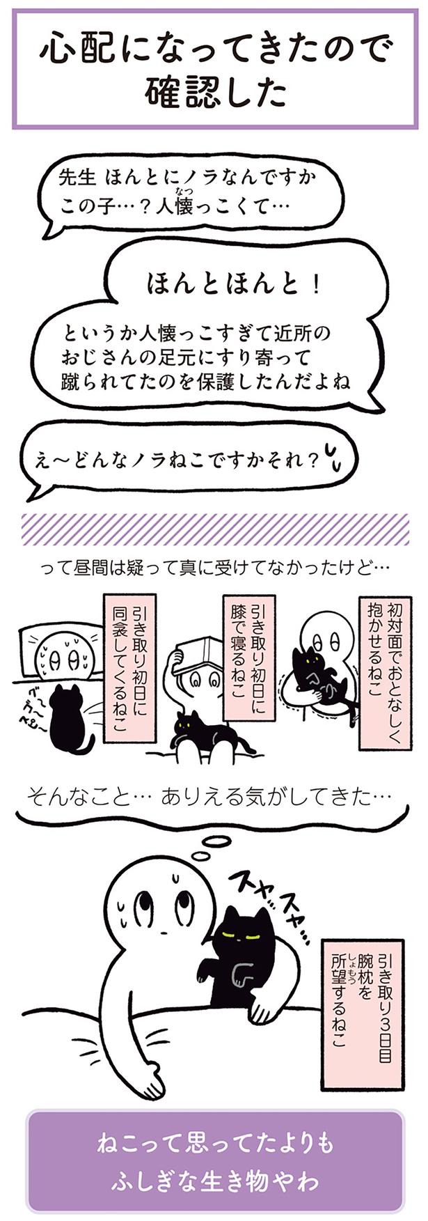 先生　ほんとにノラなんですかこの子…？ （C）AKR／KADOKAWA