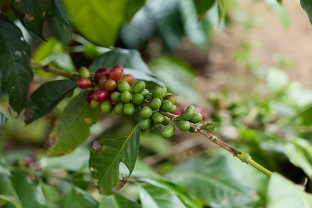 良質なコーヒーチェリーだけが、スターバックスコーヒーの生豆となる