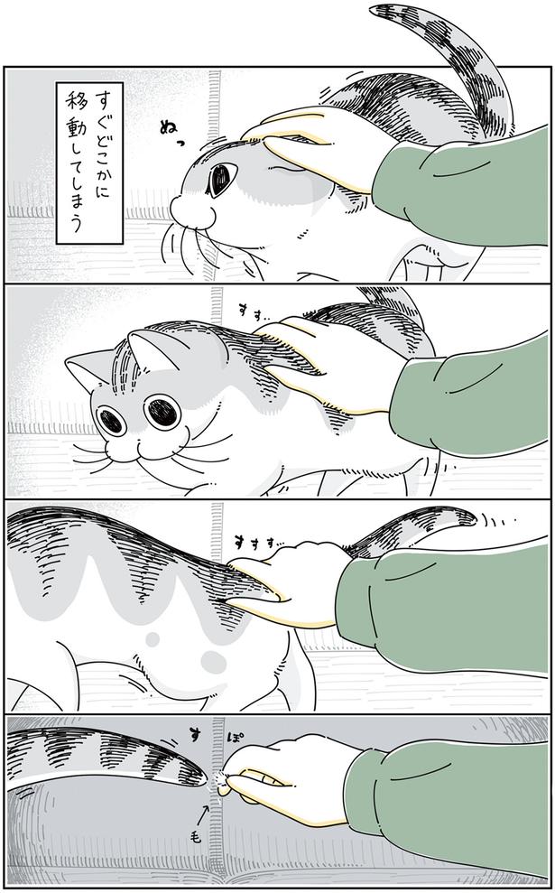 すぐどこかに移動してしまうけど… （C）キュルZ／KADOKAWA