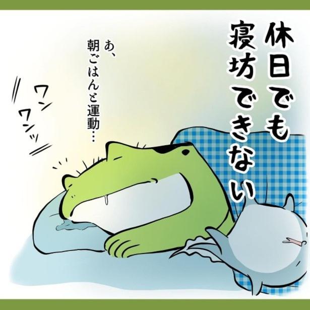 子どもも柴犬も、朝が早い。