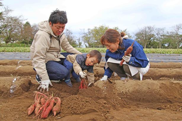 季節限定の「さつまいも堀り」で自然の恵み満喫!
