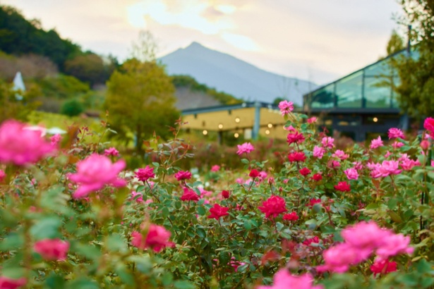 夕暮れ時のバラ園を堪能