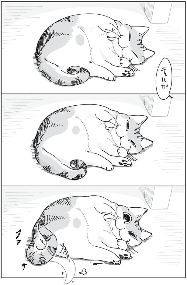 しっぽで返事 （C）キュルZ／KADOKAWA