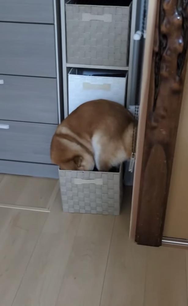 かごの中に入ろうとしている（⇒次へ） shiba.saranokimochiさんのInstagramより