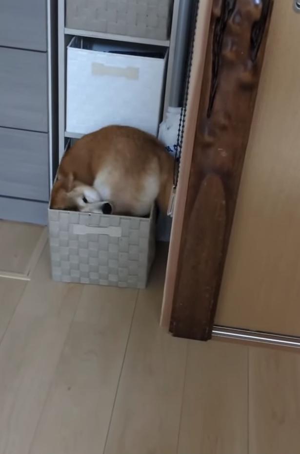 入らない…▶立ち上がって…（⇒次へ） shiba.saranokimochiさんのInstagramより