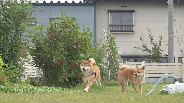 妹柴のいちごと庭を駆け回る