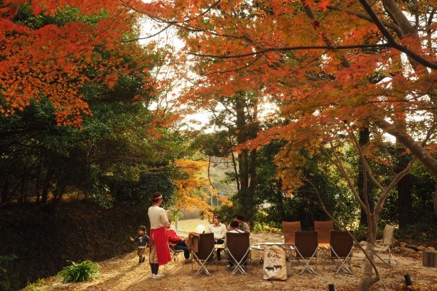 例年12月中旬から下旬が見頃 画像提供：杜のカフェ テン(morinocafe@ten)