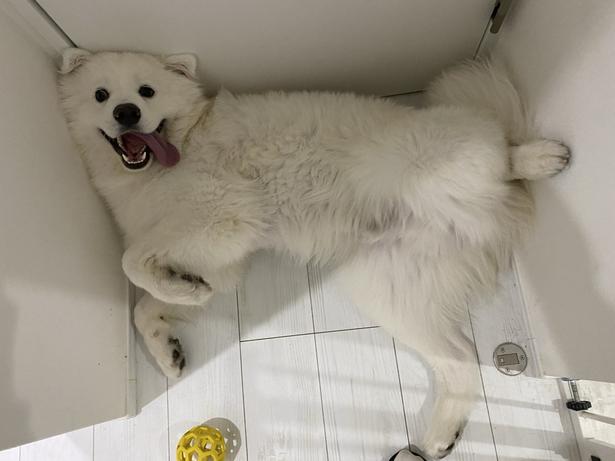 家賃はそのかわいさで払ってる」床でだらりとくつろぐサモエドの態度に