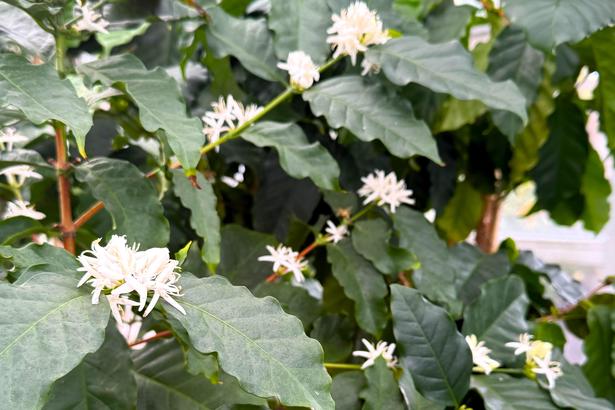 【写真】コーヒーノキの花。2日ほどで散ってしまうので、見れたらラッキー！