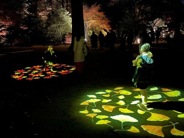 「庭紅葉の六義園」ライトアップ(昨年の様子) 六義園