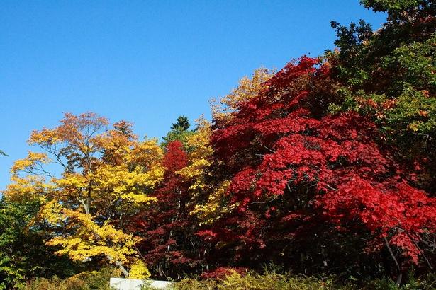 色鮮やかな紅葉が楽しめるスポット/層雲峡(紅葉谷)の紅葉