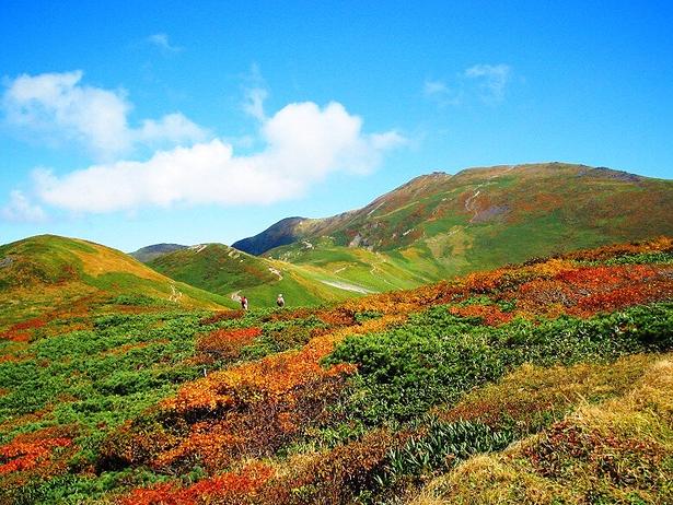 赤と緑が散りばめられた山肌を近くで見ることができる/月山の紅葉