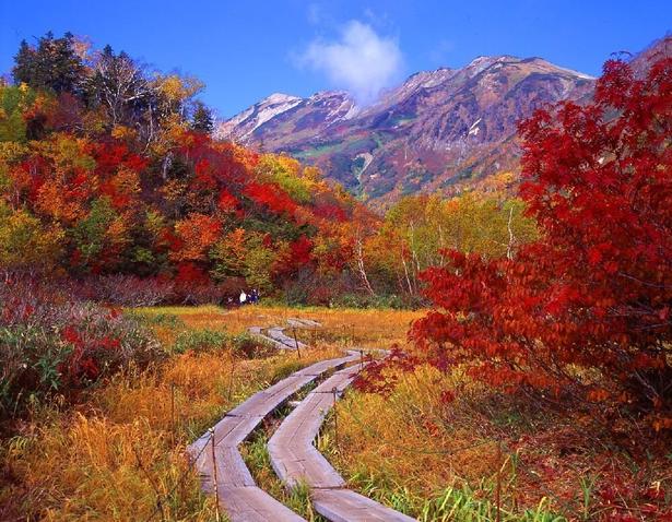 紅葉に囲まれながら遊歩道をウォーキングできる/栂池自然園の紅葉